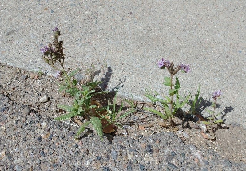 Phacelia integrifolia var. integrifolia photo 3