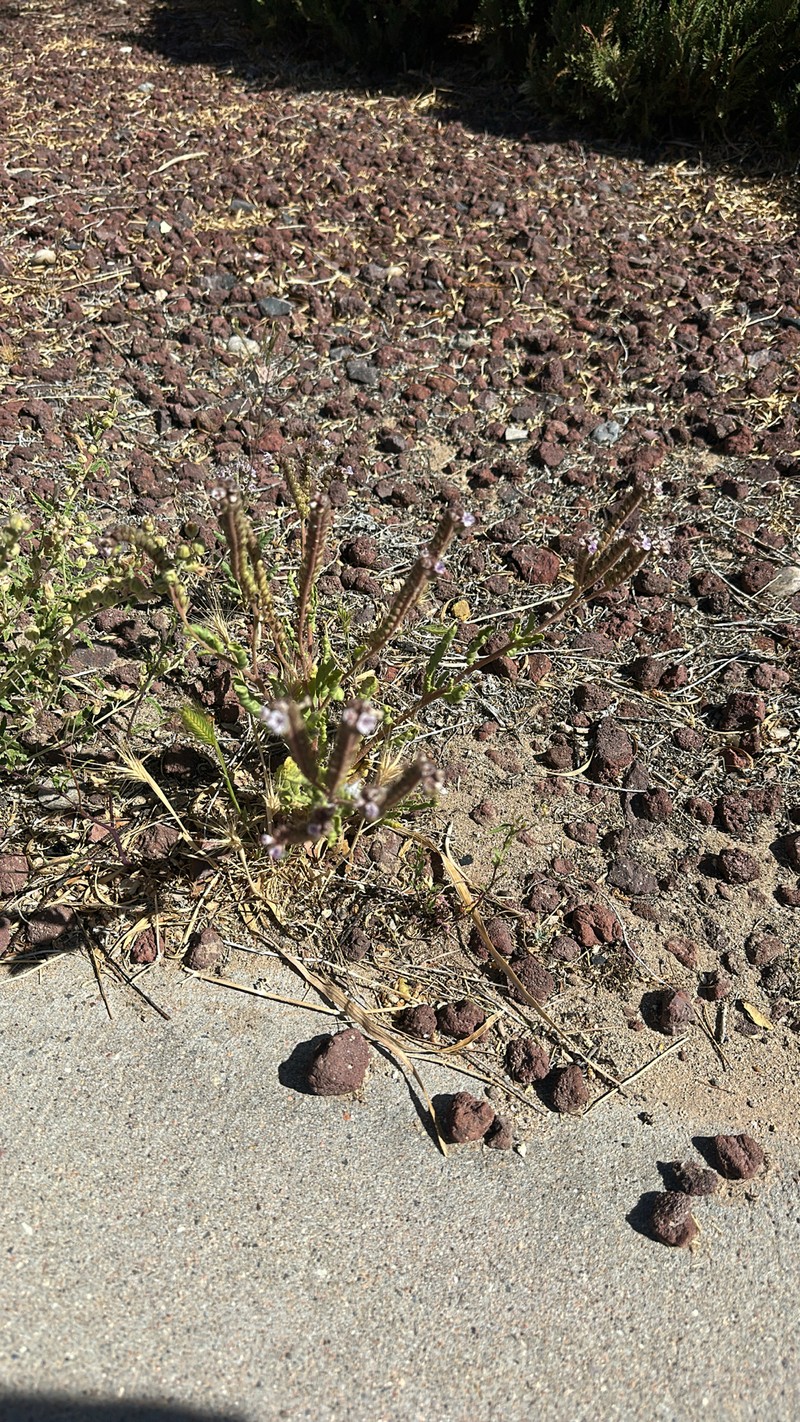 Phacelia integrifolia var. integrifolia photo 4