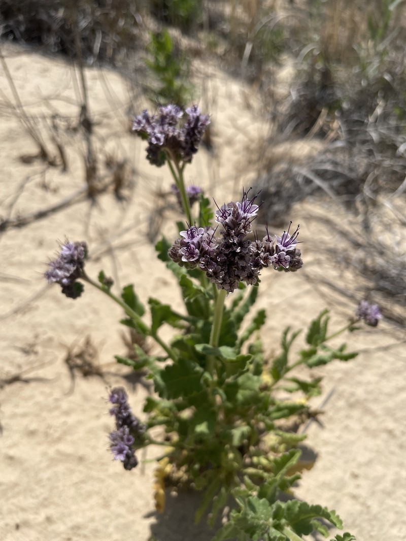 Phacelia integrifolia var. integrifolia photo 5
