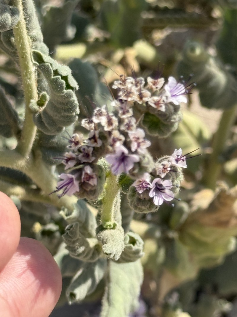 Phacelia integrifolia var. integrifolia photo 6
