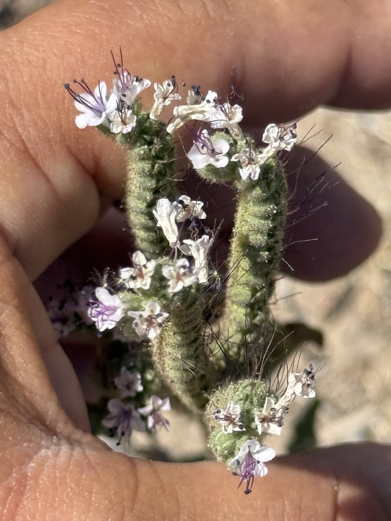 Phacelia integrifolia var. integrifolia photo 7