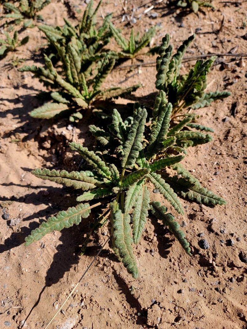 Phacelia integrifolia var. integrifolia photo 8