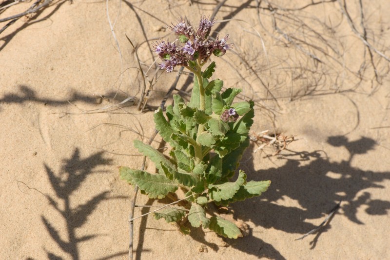 Phacelia integrifolia var. texana