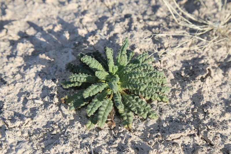 Phacelia integrifolia var. texana photo 2