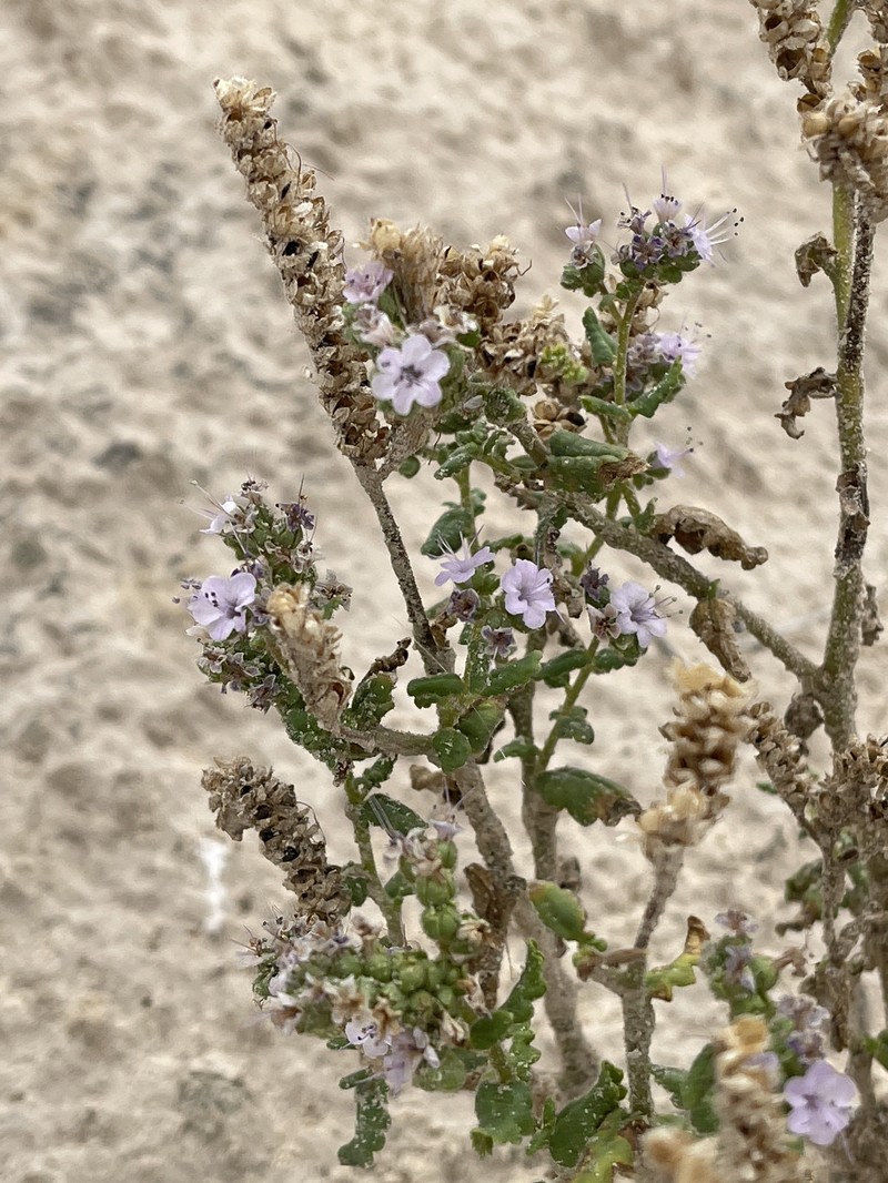 Phacelia integrifolia var. texana photo 3