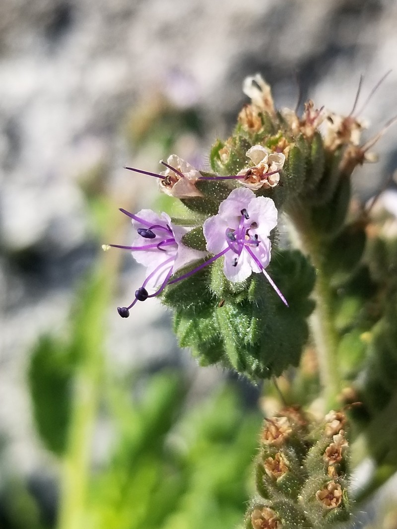 Phacelia integrifolia var. texana photo 4