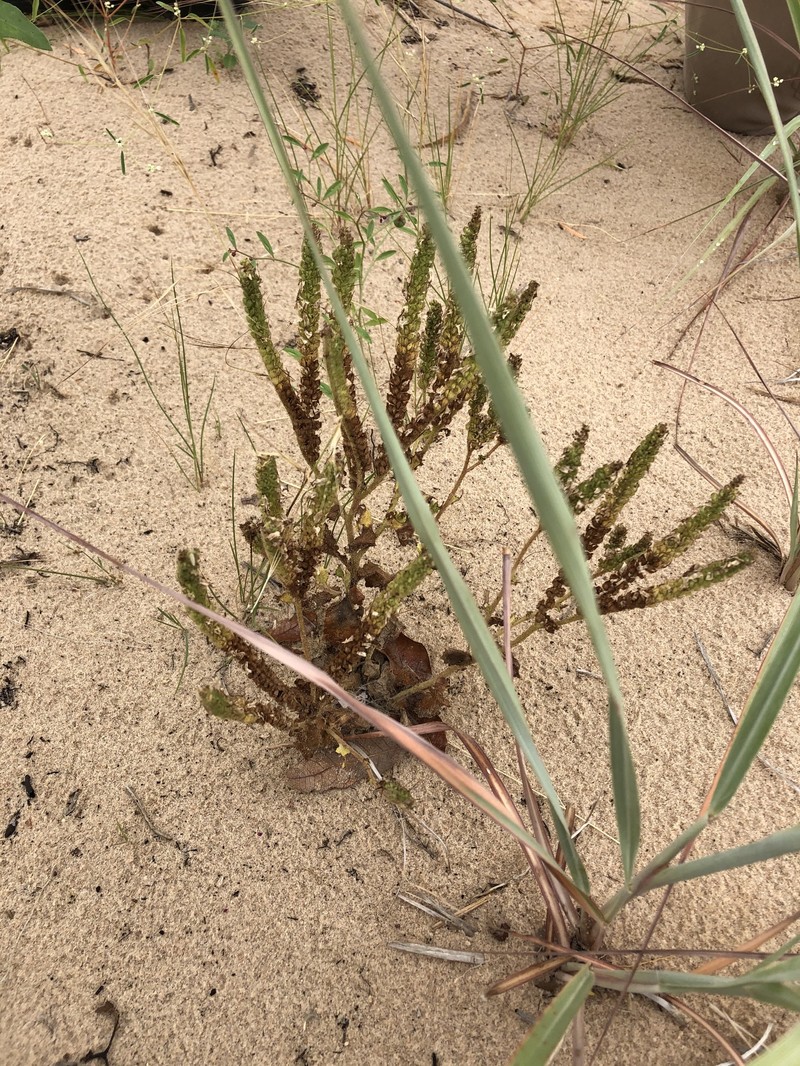 Phacelia integrifolia var. texana photo 5