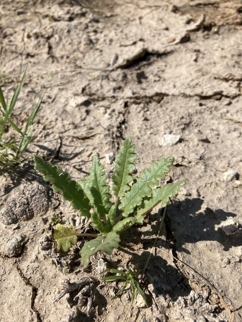 Phacelia integrifolia var. texana photo 6