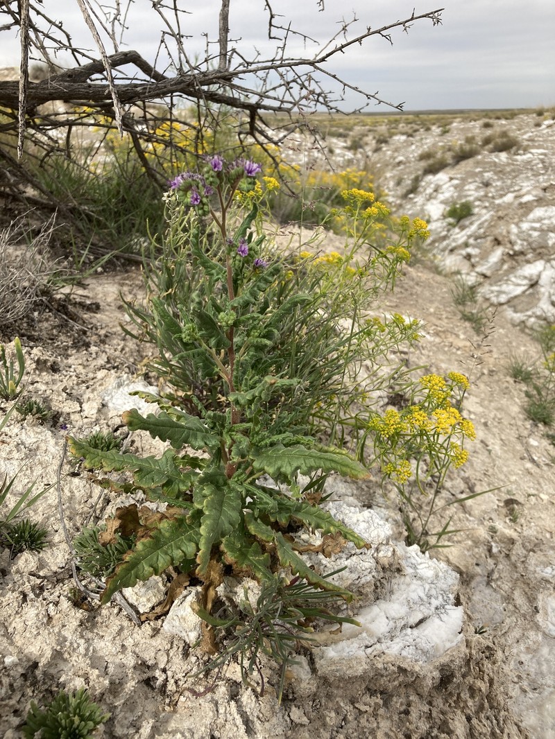 Phacelia integrifolia var. texana photo 7