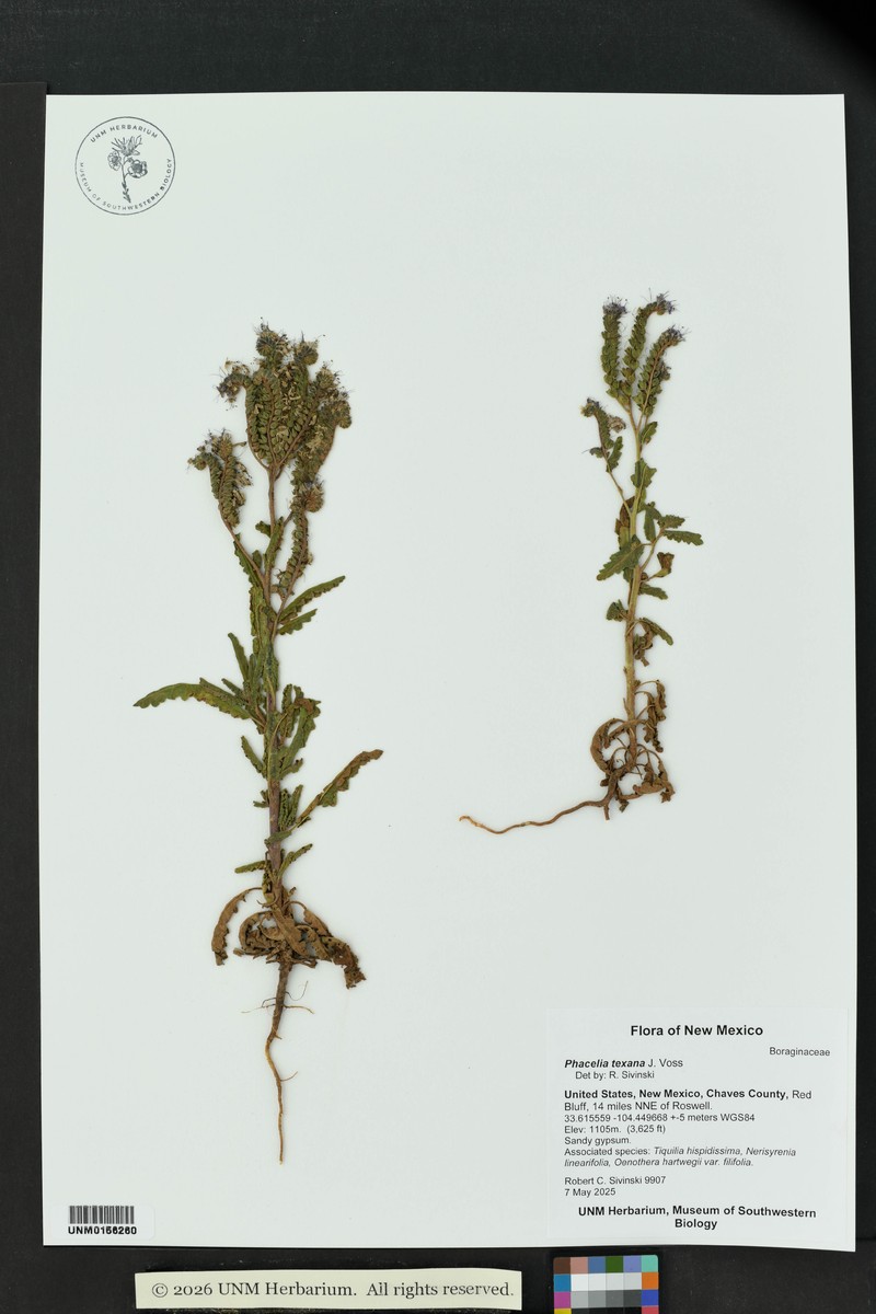 Phacelia integrifolia var. texana photo 8