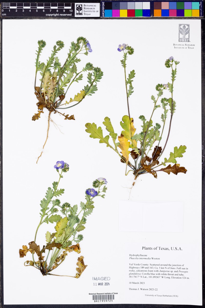 Phacelia intermedia photo 3