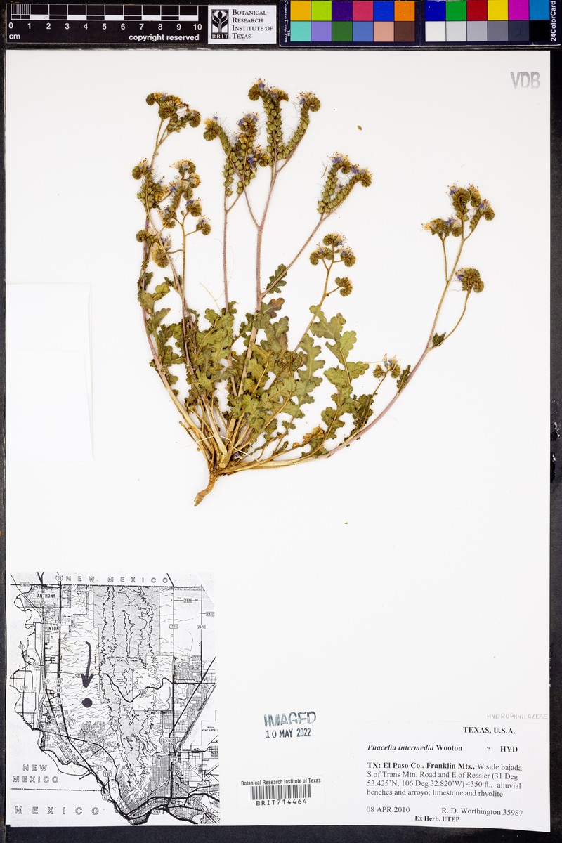 Phacelia intermedia photo 4