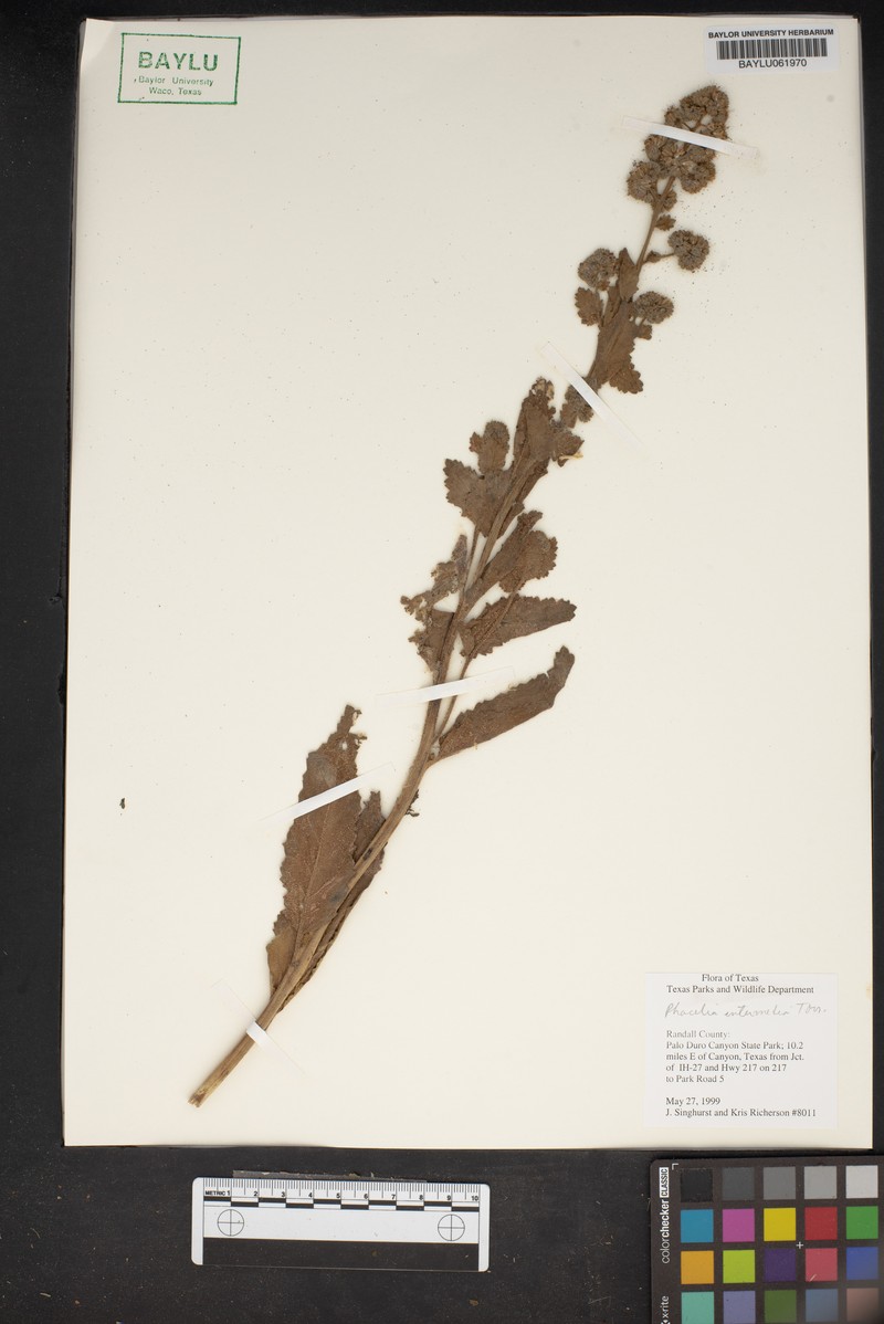Phacelia intermedia photo 5
