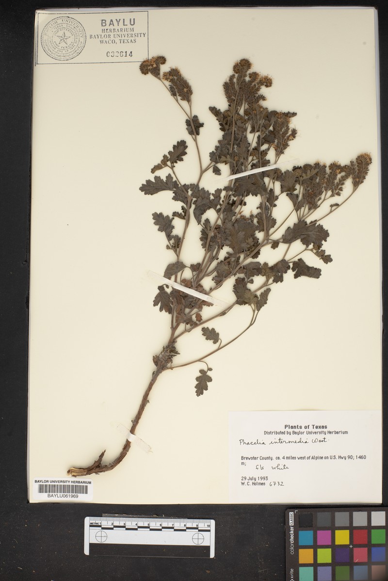 Phacelia intermedia photo 6