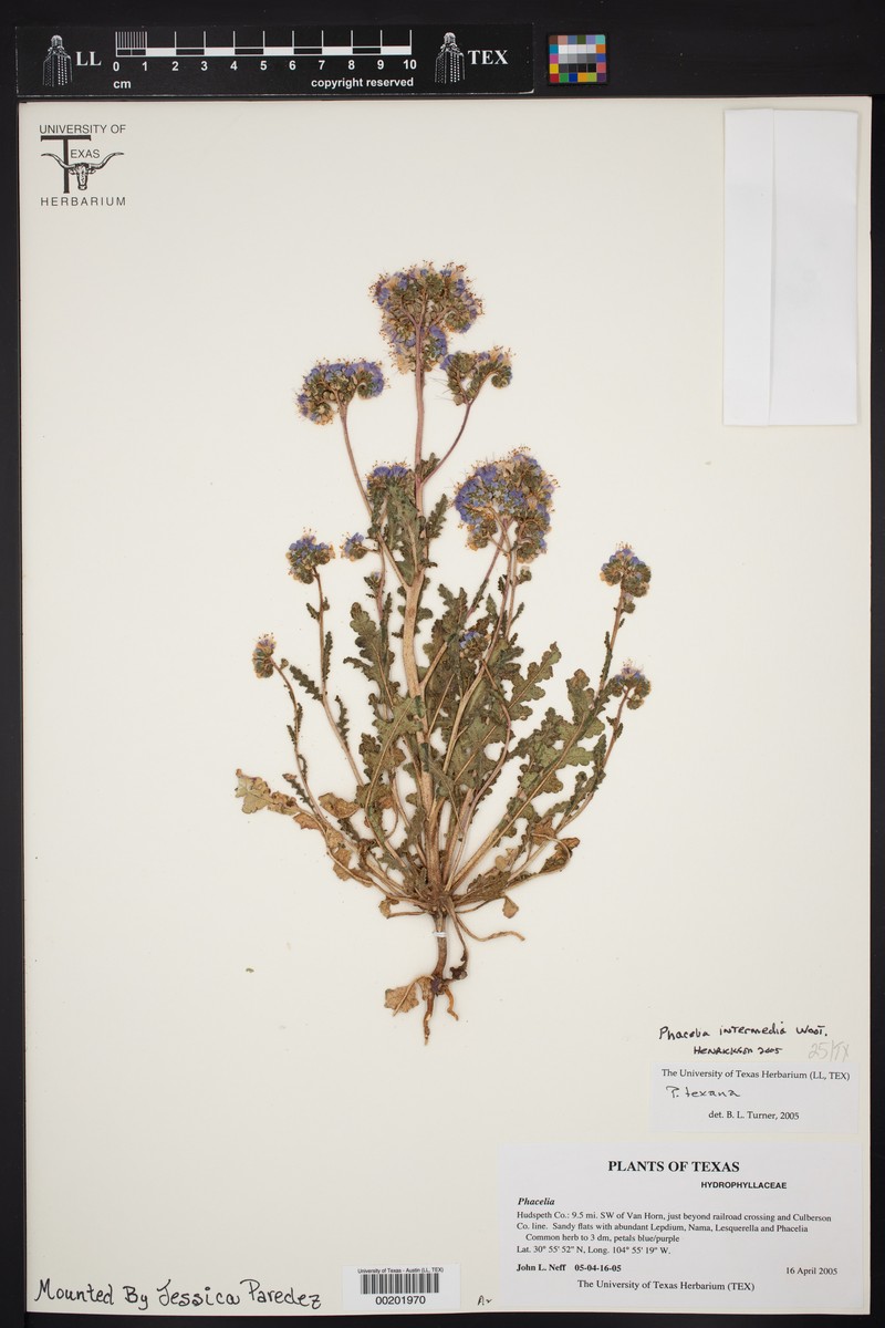 Phacelia intermedia