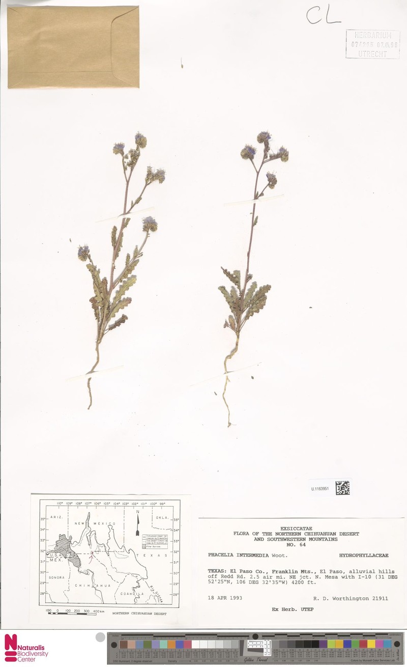 Phacelia intermedia photo 2