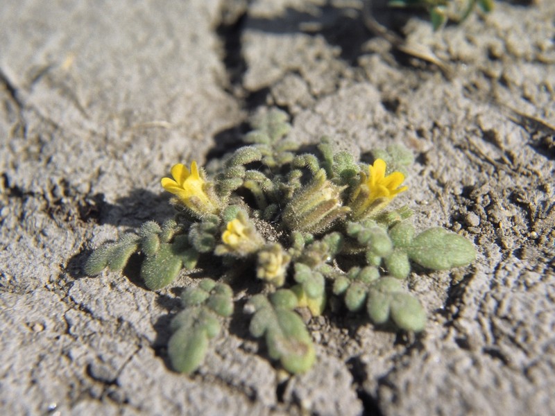 Playa Yellow Phacelia