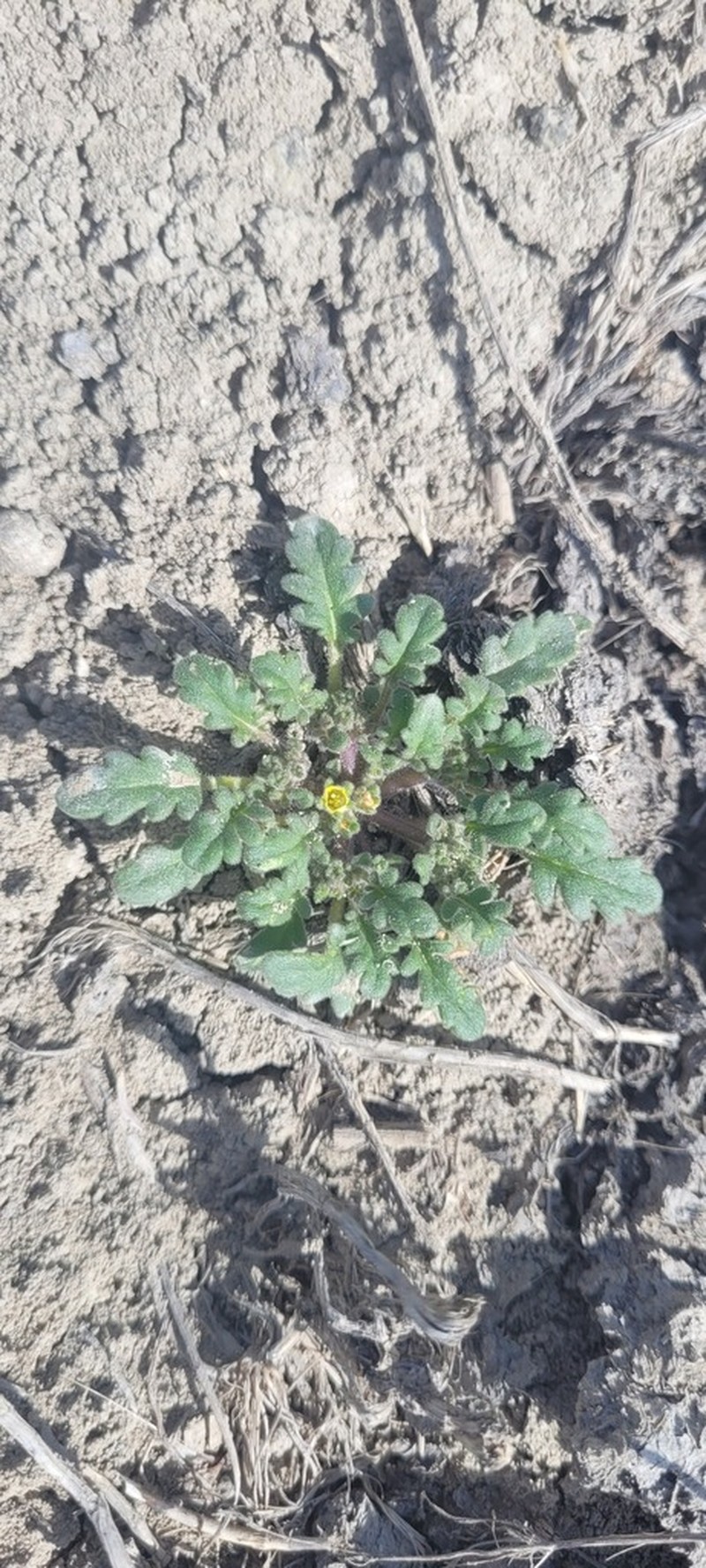 Playa Yellow Phacelia photo 2