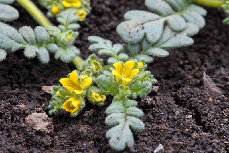 Playa Yellow Phacelia photo 3