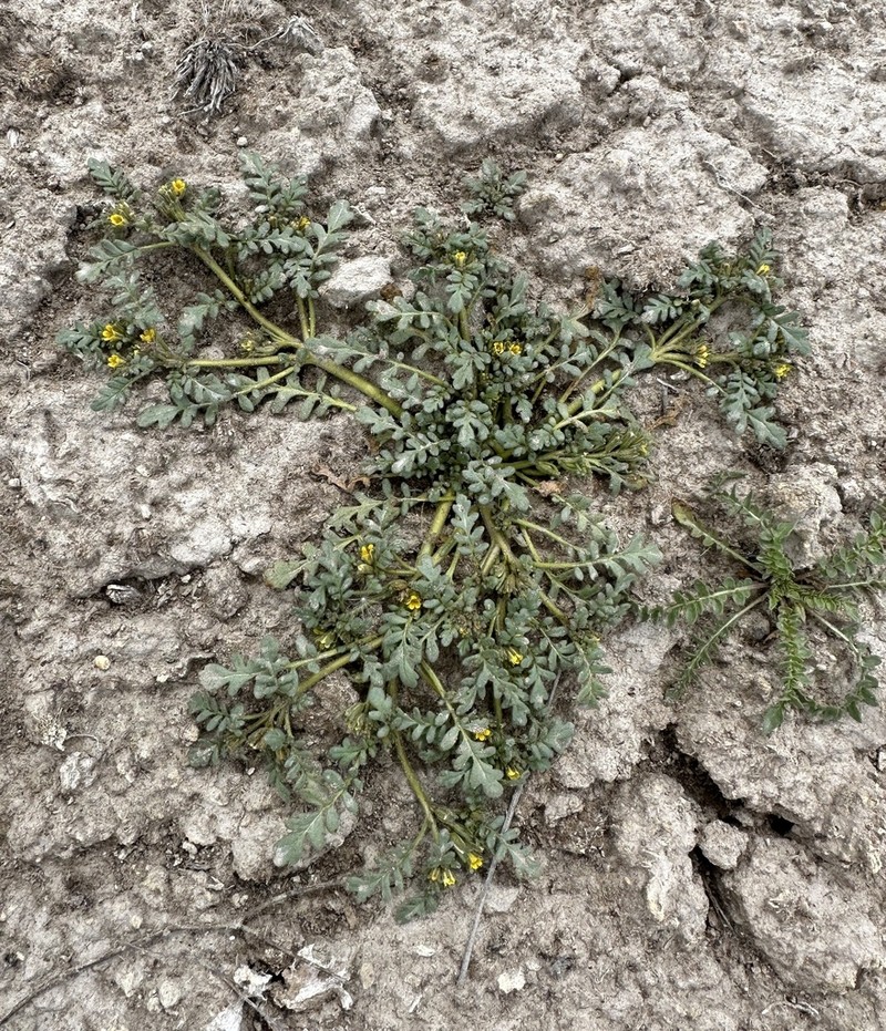 Playa Yellow Phacelia photo 4