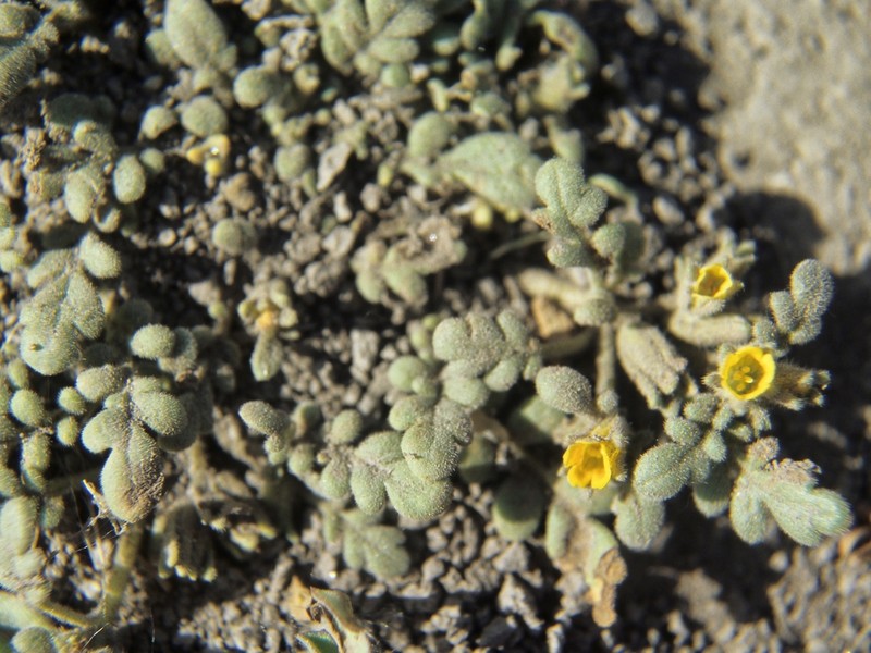 Playa Yellow Phacelia photo 5