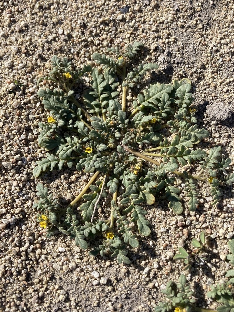 Playa Yellow Phacelia photo 6
