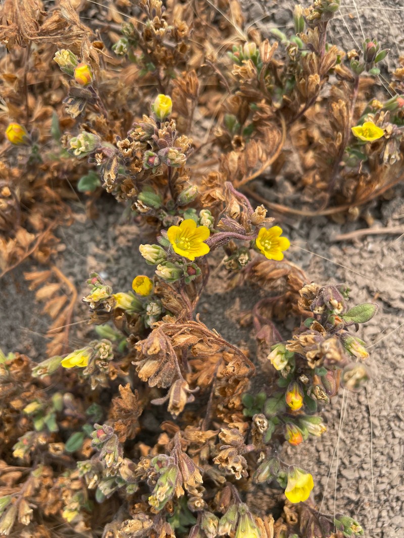 Playa Yellow Phacelia photo 7