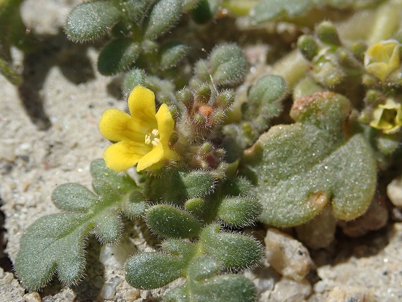 Playa Yellow Phacelia photo 8