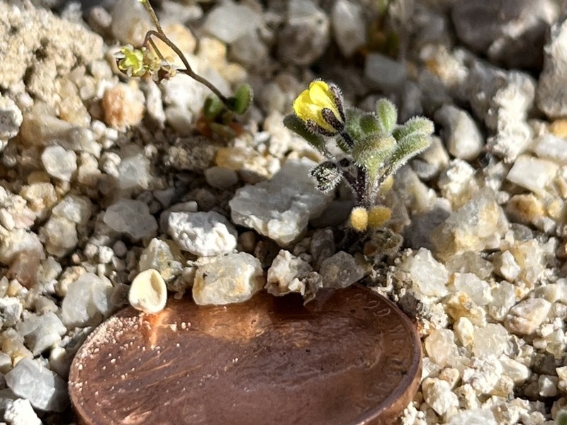 Inyo Phacelia photo 2