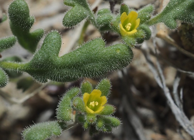 Inyo Phacelia photo 3