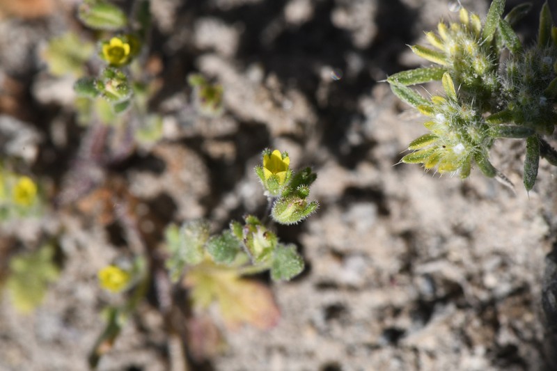 Inyo Phacelia photo 4