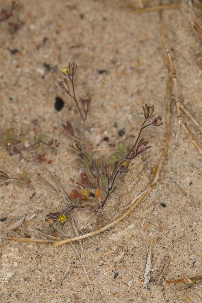 Inyo Phacelia photo 5