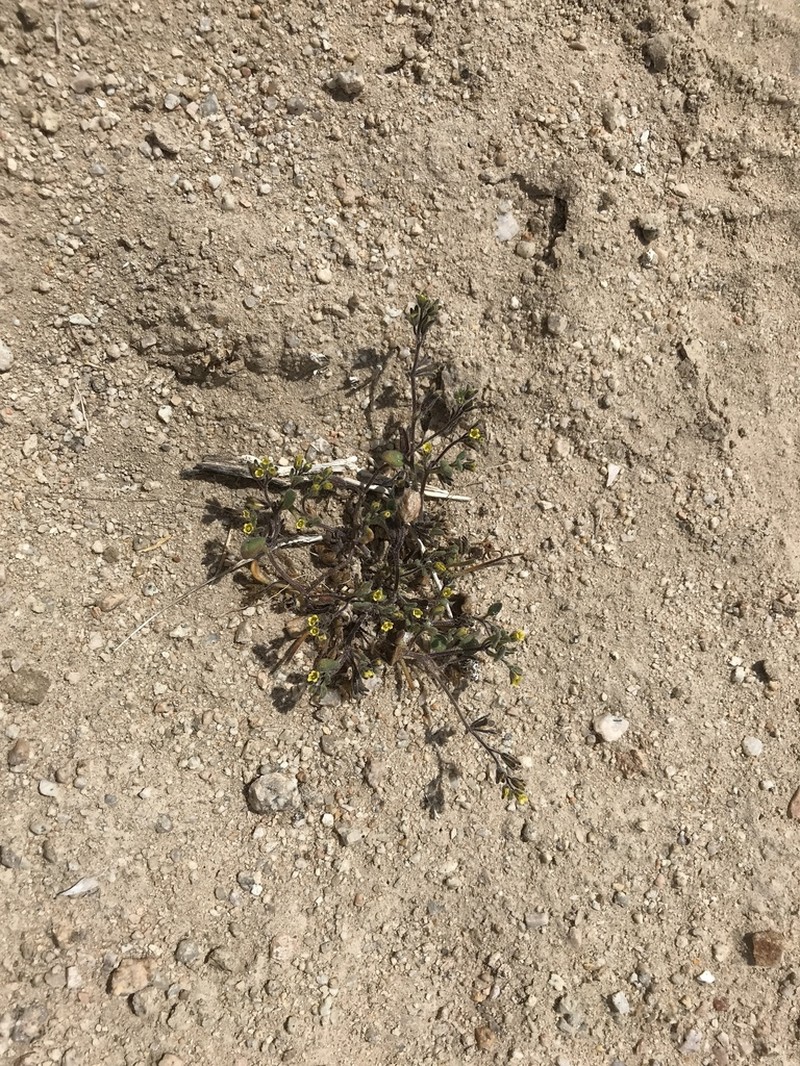 Inyo Phacelia photo 6
