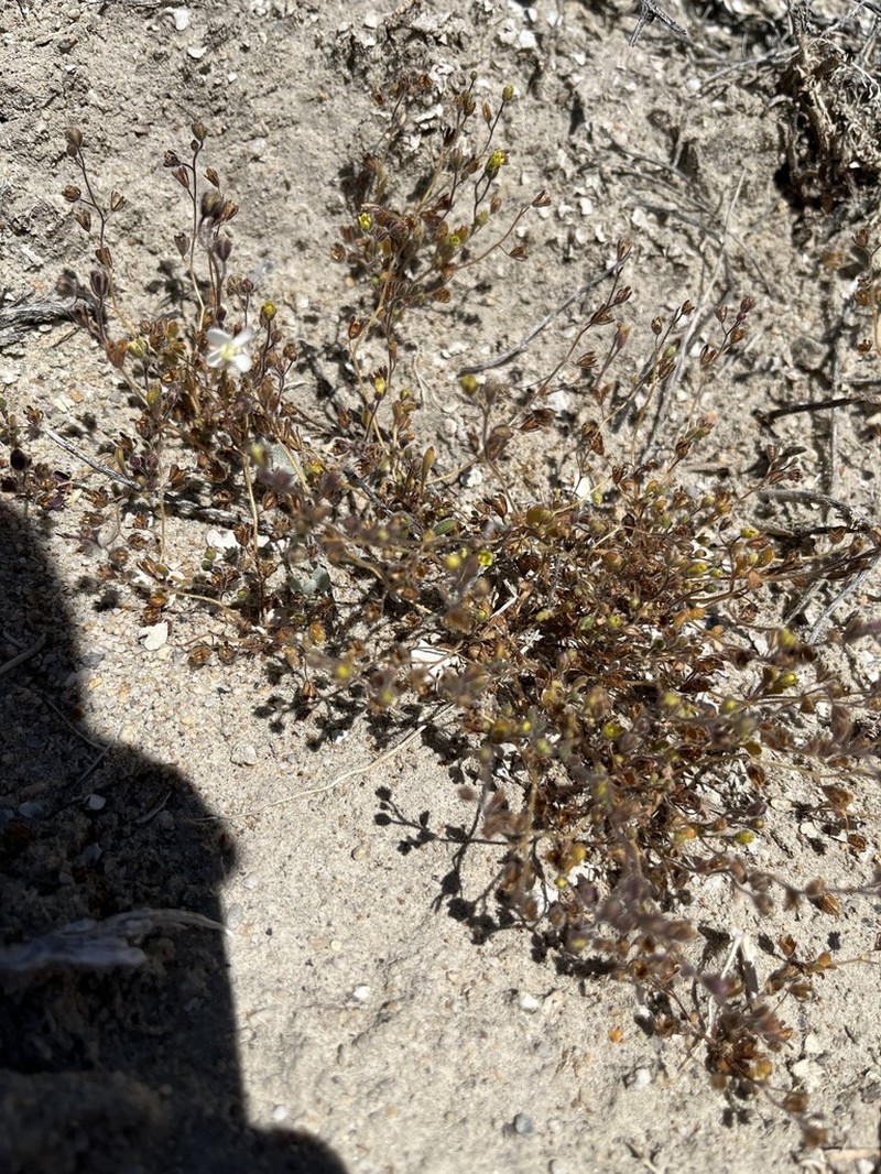 Inyo Phacelia photo 7