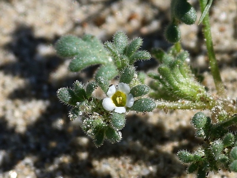 Ives' Phacelia photo 2