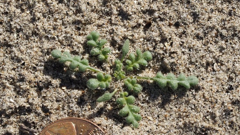 Ives' Phacelia photo 4