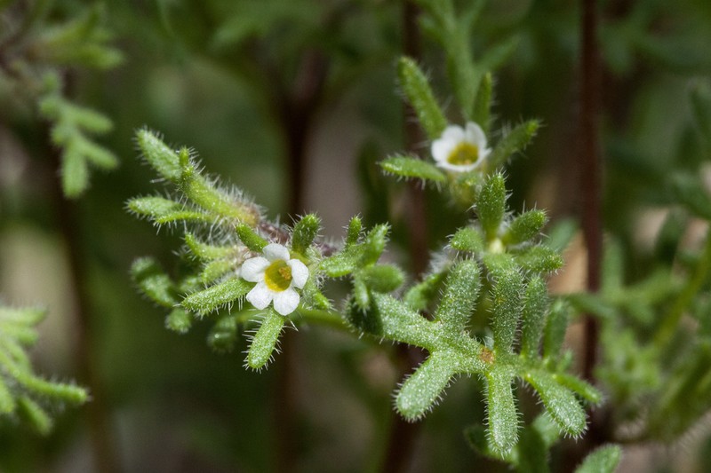 Ives' Phacelia photo 5
