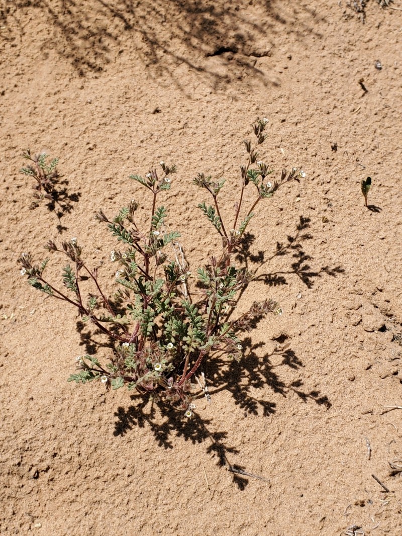 Ives' Phacelia photo 6
