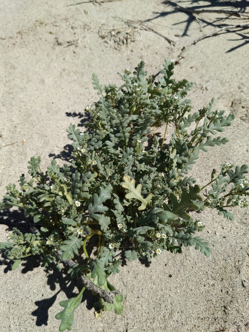Ives' Phacelia photo 7