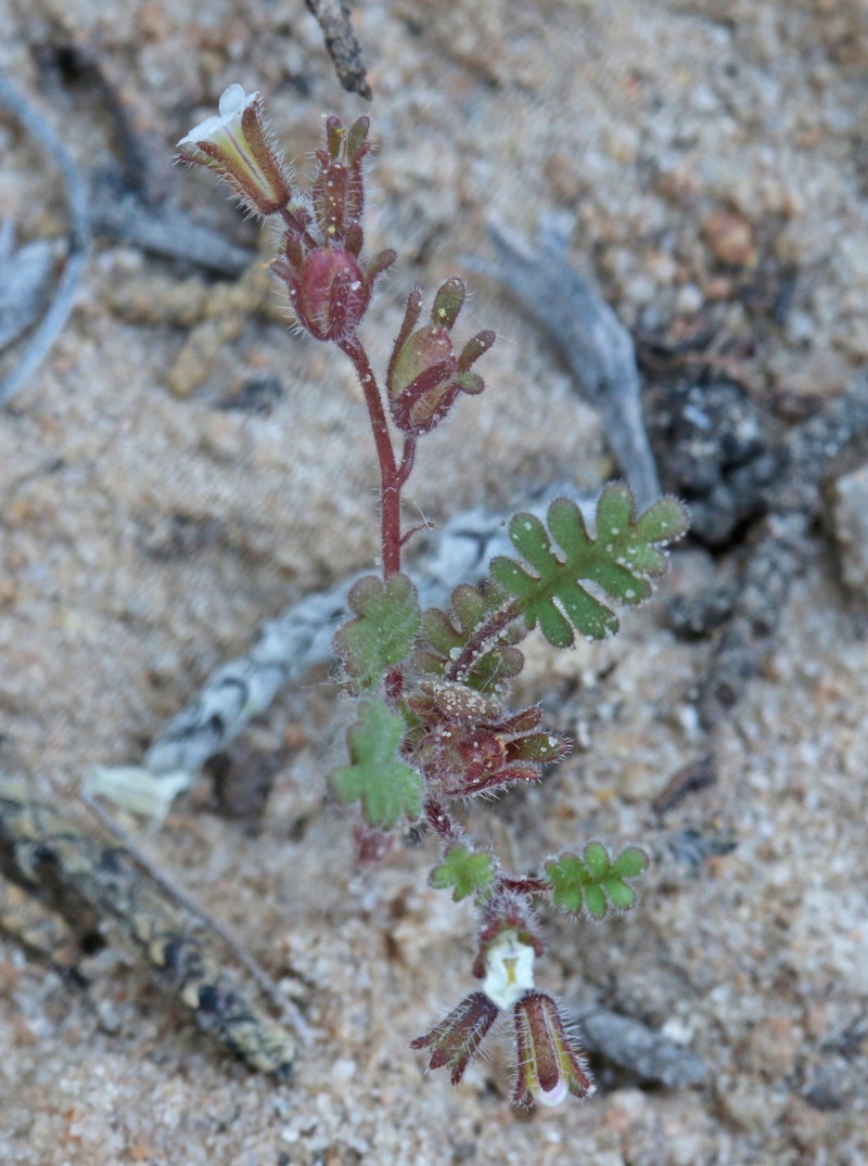 Phacelia ivesiana var. ivesiana