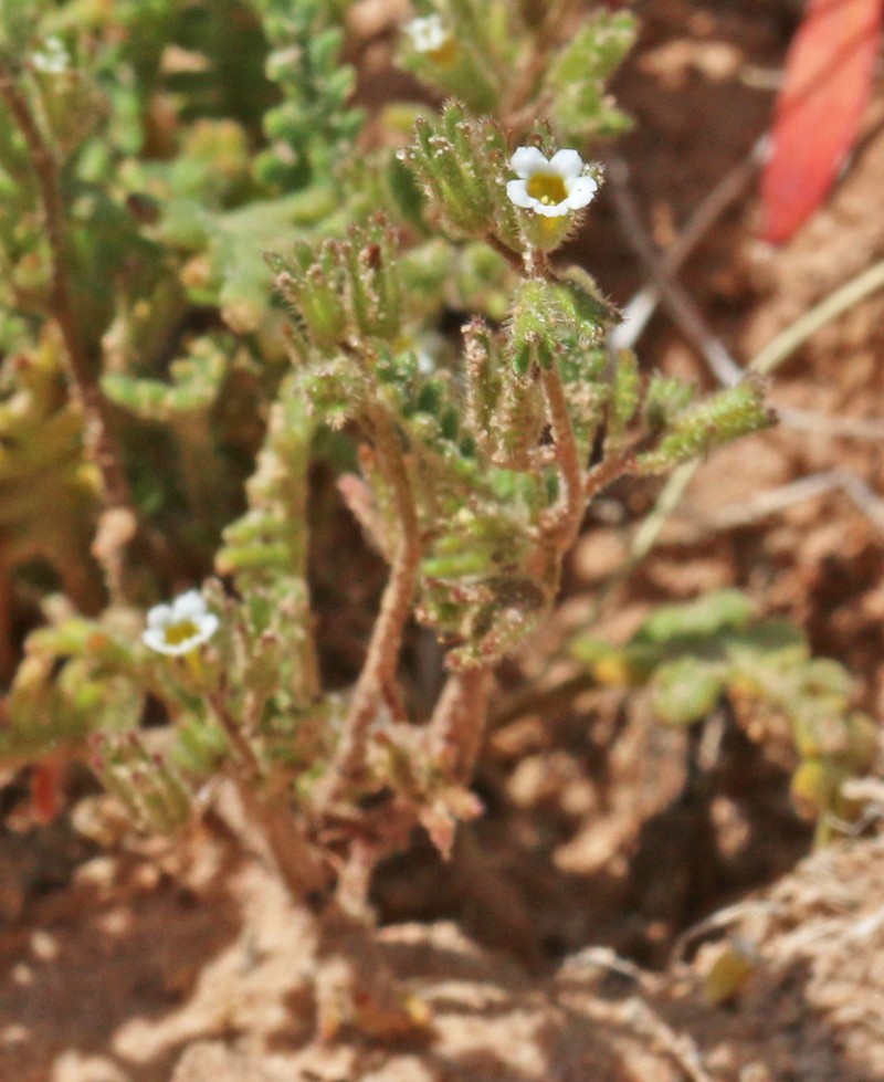 Phacelia ivesiana var. ivesiana photo 2