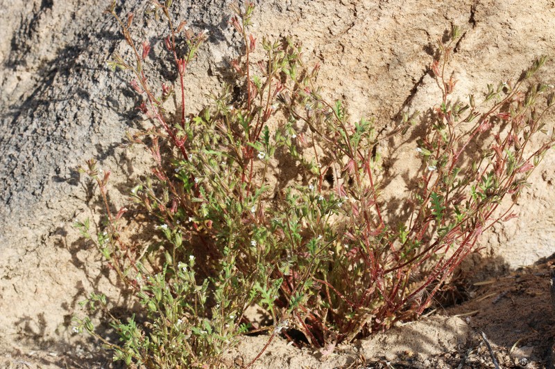 Phacelia ivesiana var. ivesiana photo 3