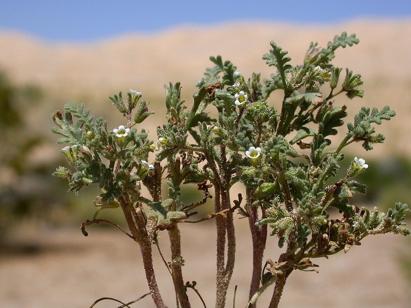 Phacelia ivesiana var. ivesiana photo 4