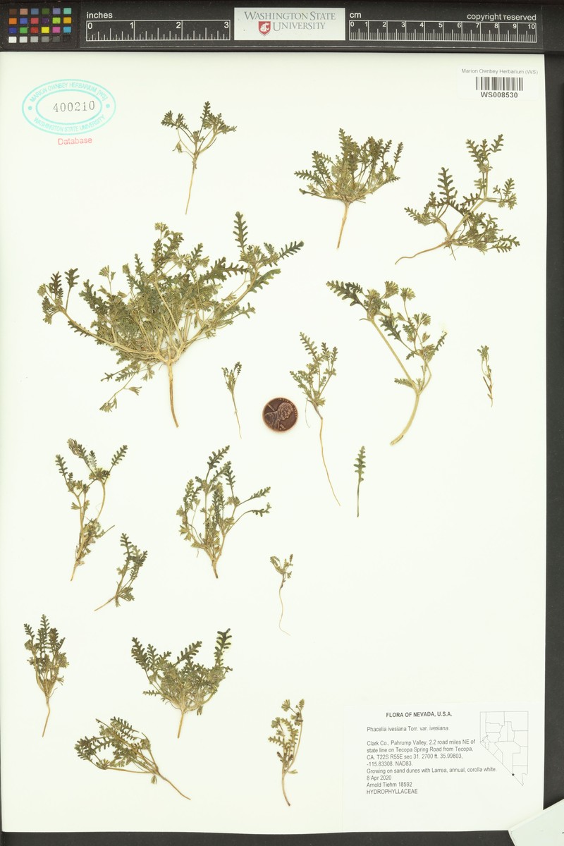 Phacelia ivesiana var. ivesiana photo 5