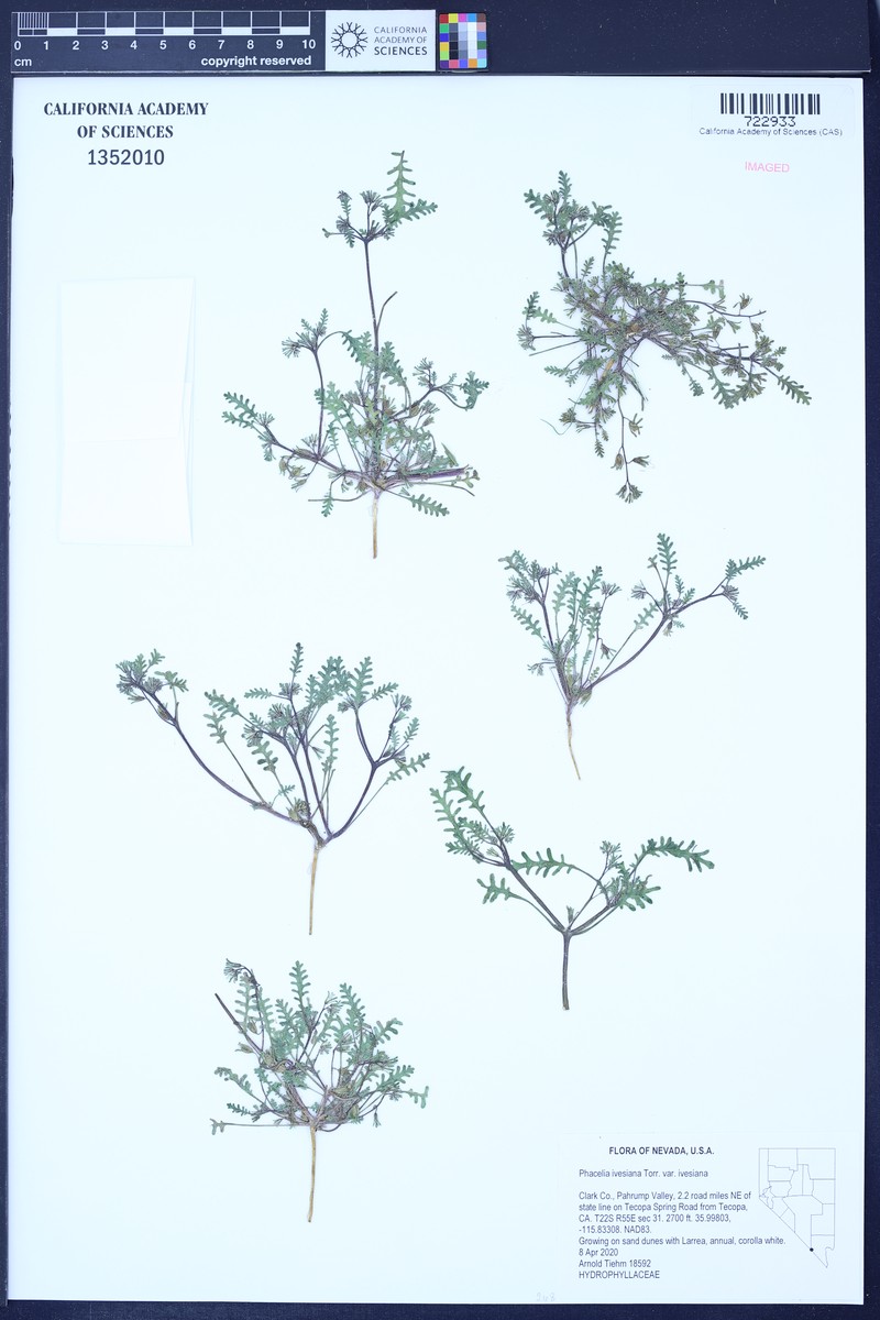 Phacelia ivesiana var. ivesiana photo 6