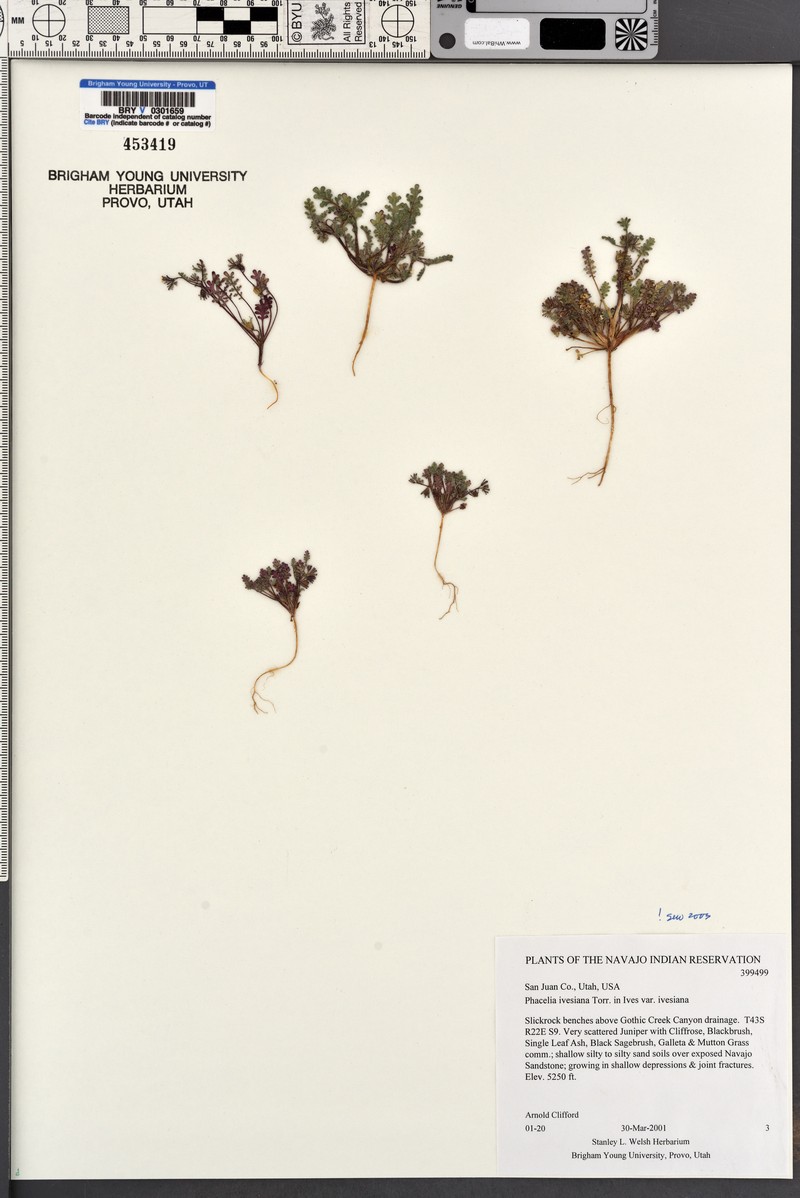 Phacelia ivesiana var. ivesiana photo 7