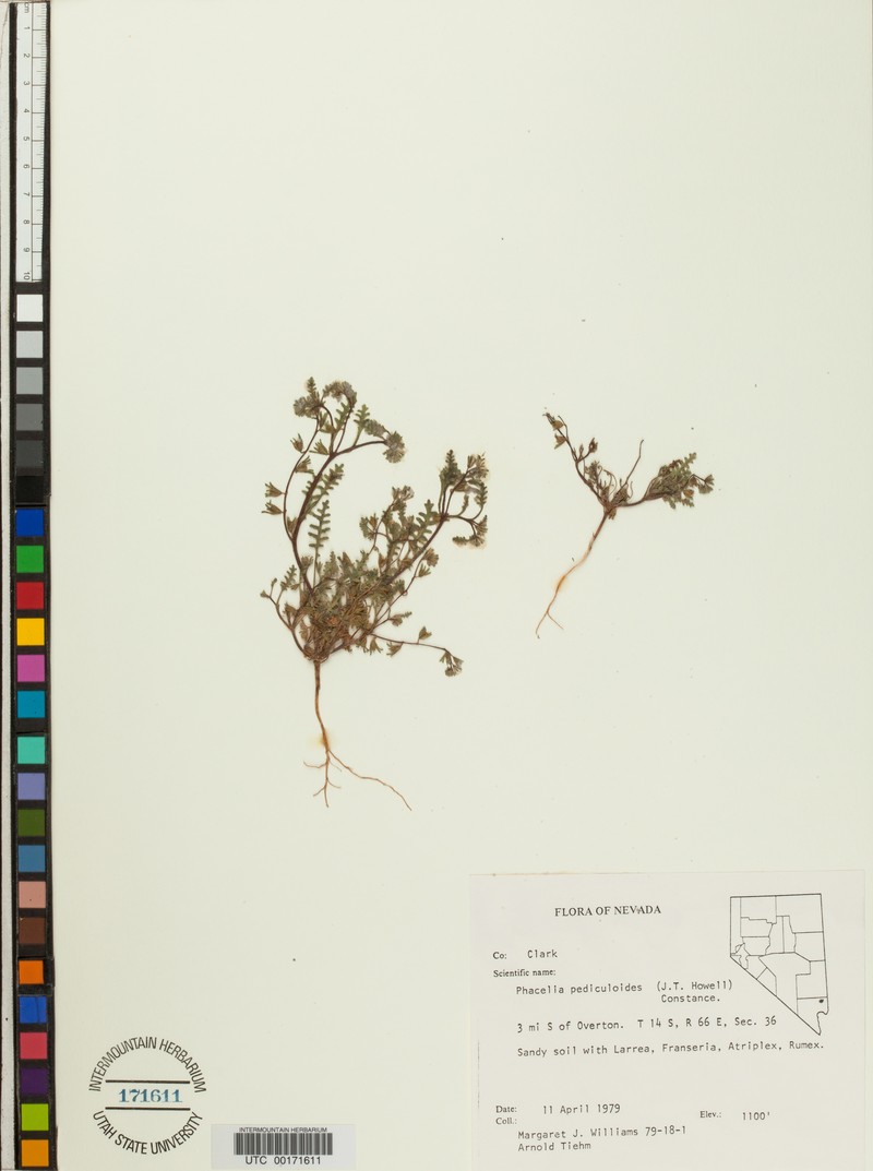 Phacelia ivesiana var. pediculoides photo 2