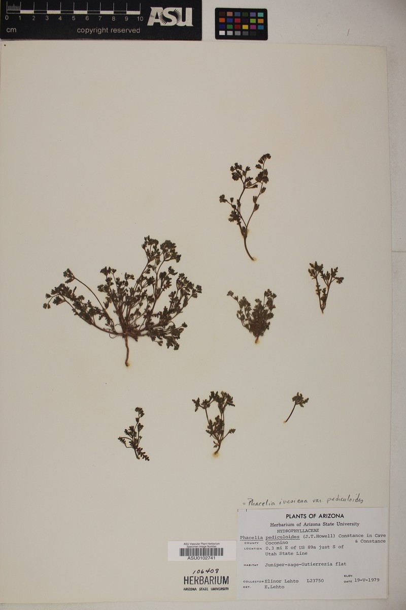 Phacelia ivesiana var. pediculoides photo 3