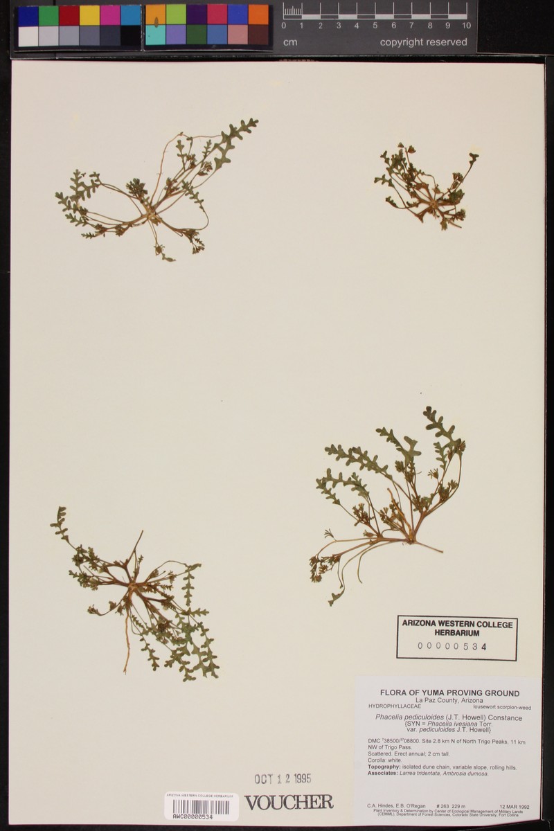Phacelia ivesiana var. pediculoides