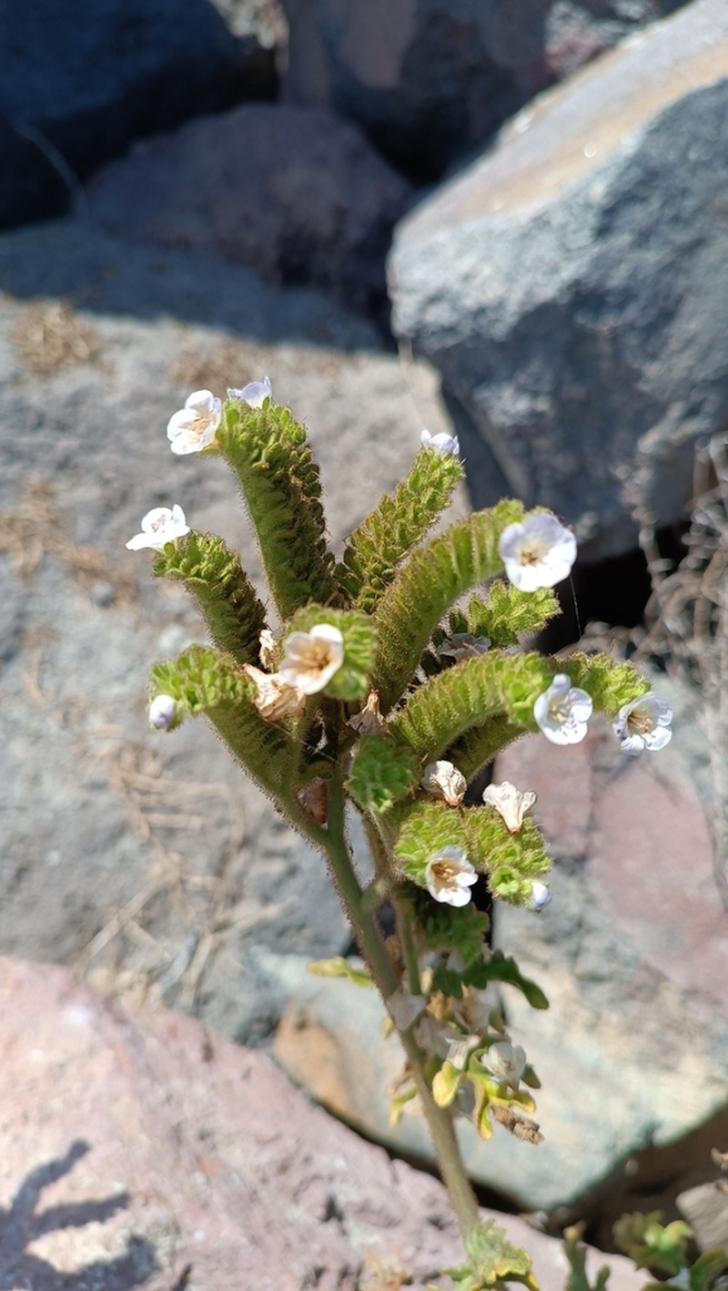 Costa Baja Phacelia